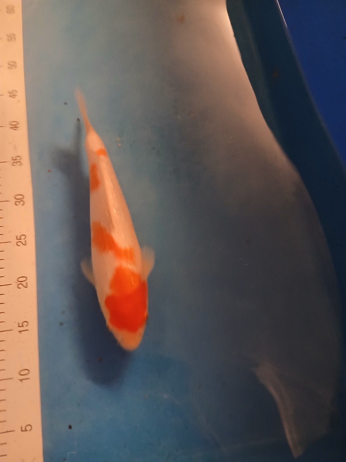 koi karper, Dieren en Toebehoren, Karper of Koi
