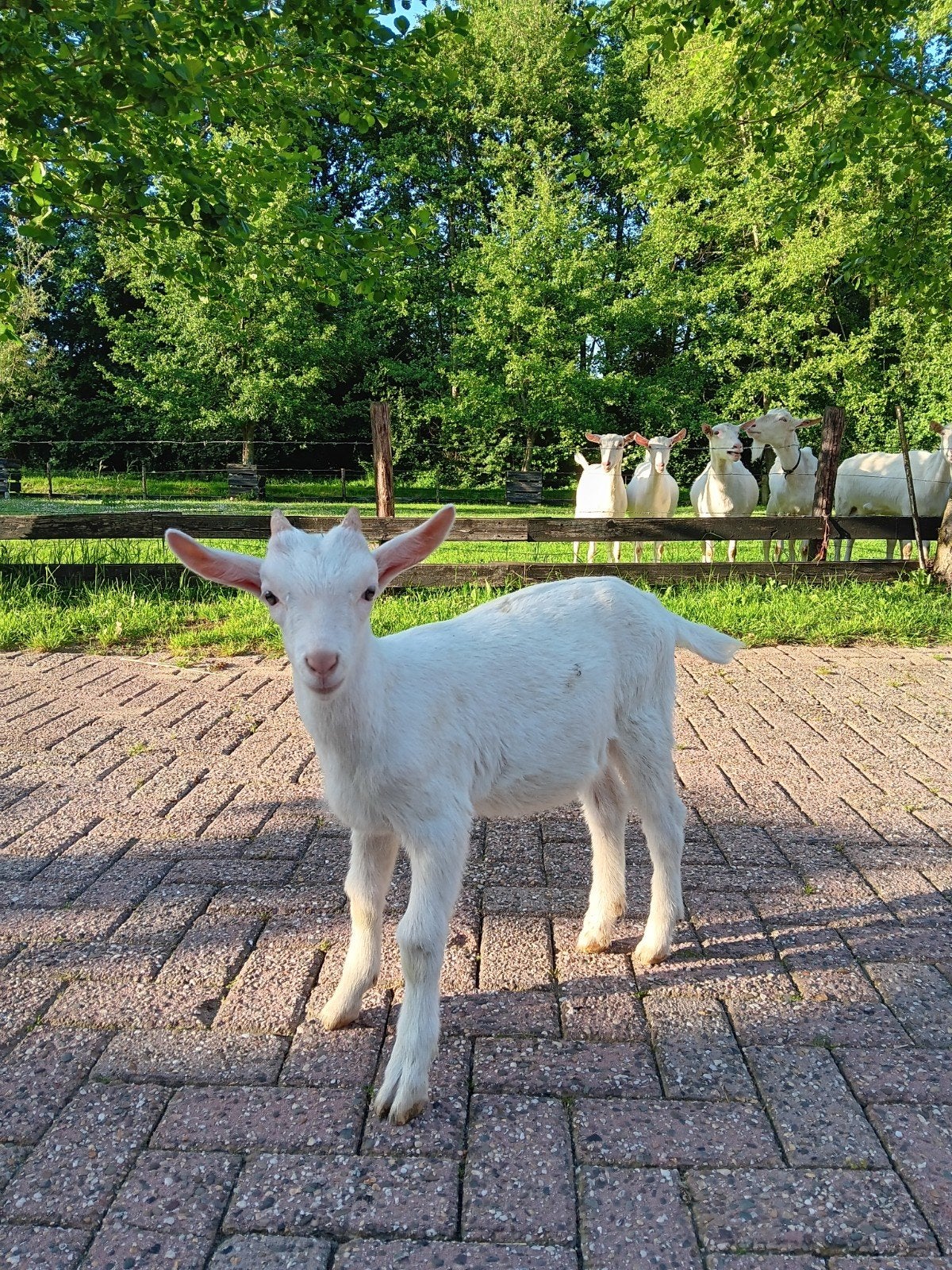 Prachtige, raszuivere jonge witte geitjes en bokjes, Dieren en Toebehoren, Meerdere dieren, Geit