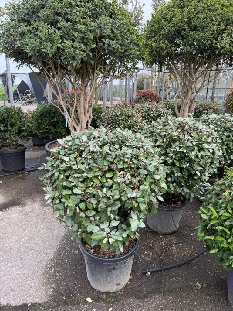 Elaeagnus compacta bolvorm in verschillende groottes, Ophalen, Overige soorten, Struik, Minder dan 100 cm