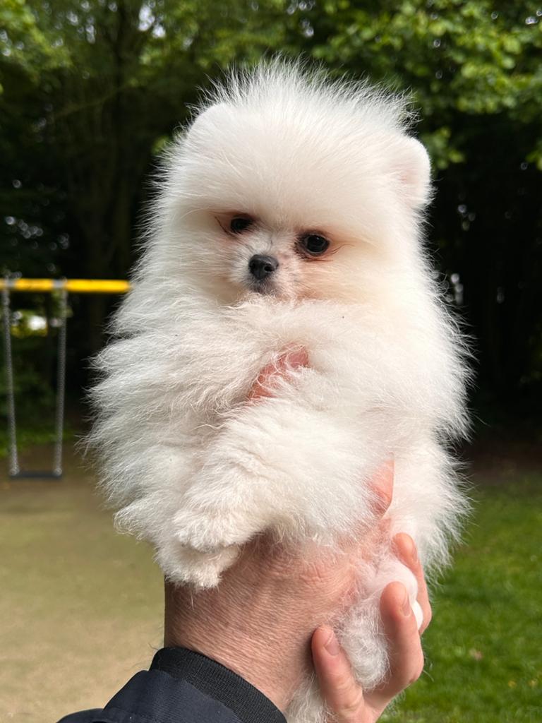Pomeranian, Dieren en Toebehoren, Honden | Chihuahua's en Gezelschapshonden, België, Particulier, Overige rassen, 8 tot 15 weken