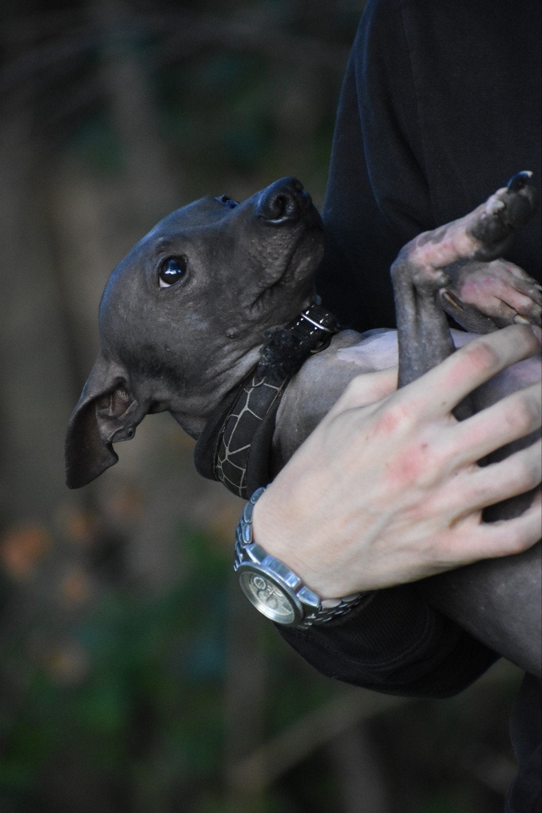 American Hairless Terrier Junior Reutje, 15 weken tot 1 jaar, CDV (hondenziekte), Eén hond, Nederland