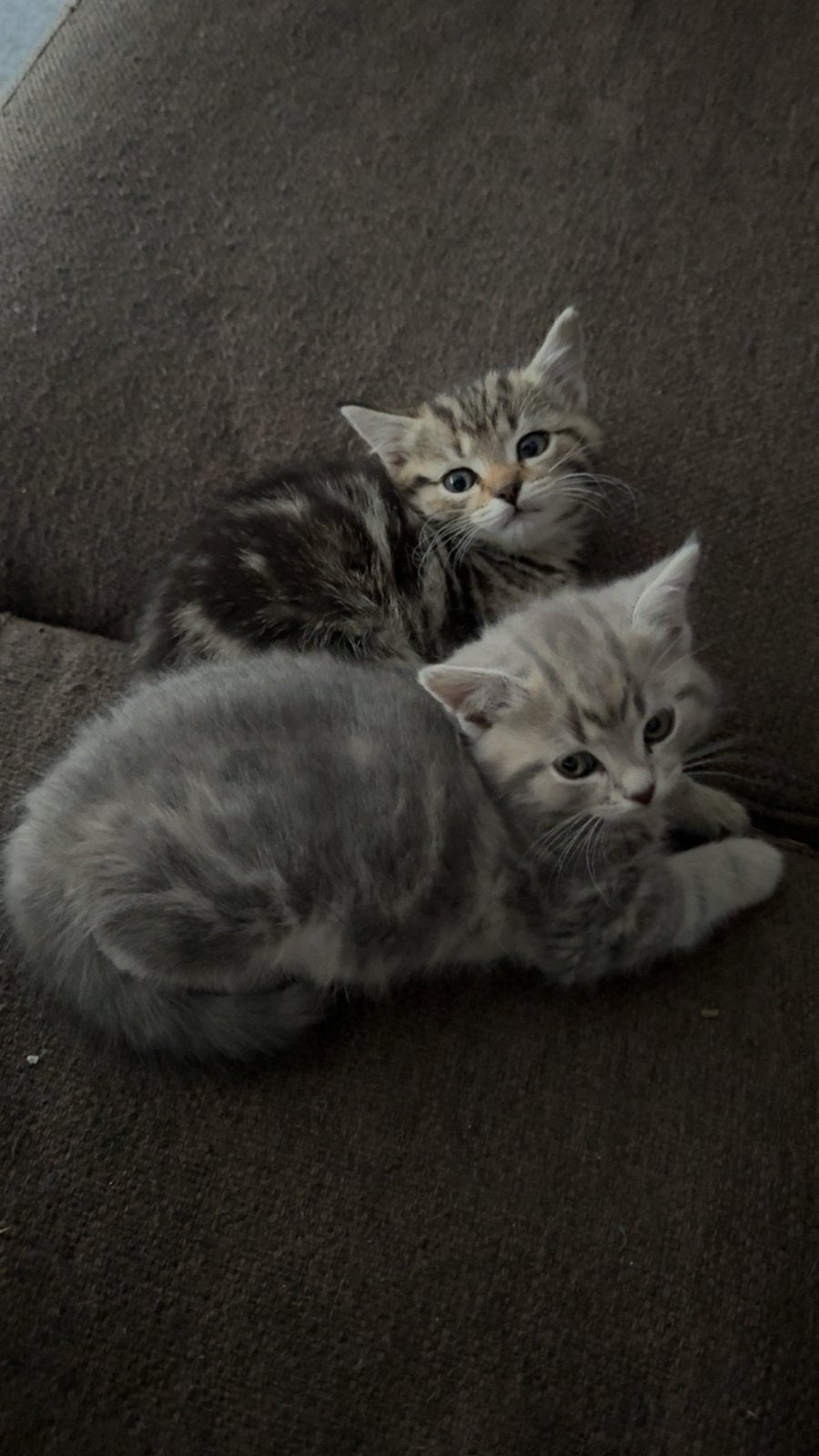 Kittens, Meerdere dieren