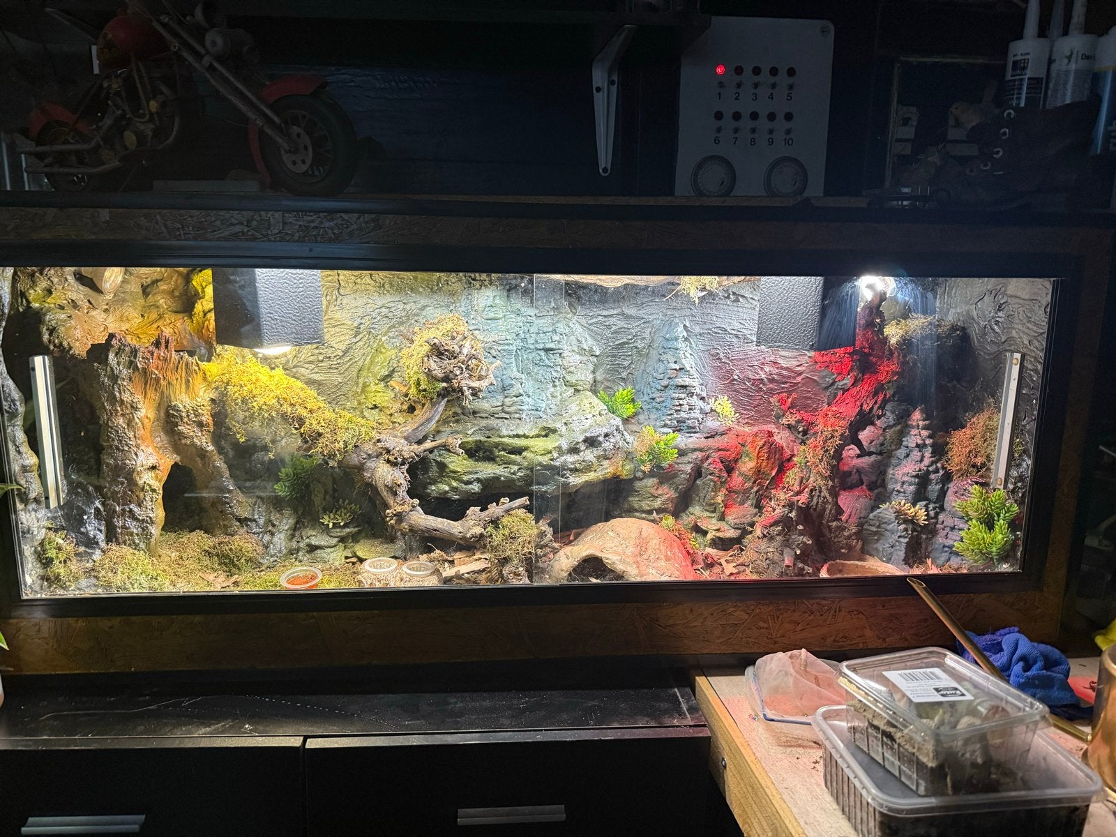 Compleet terrarium met bewoners, Ophalen, Gebruikt, Terrarium of Paludarium