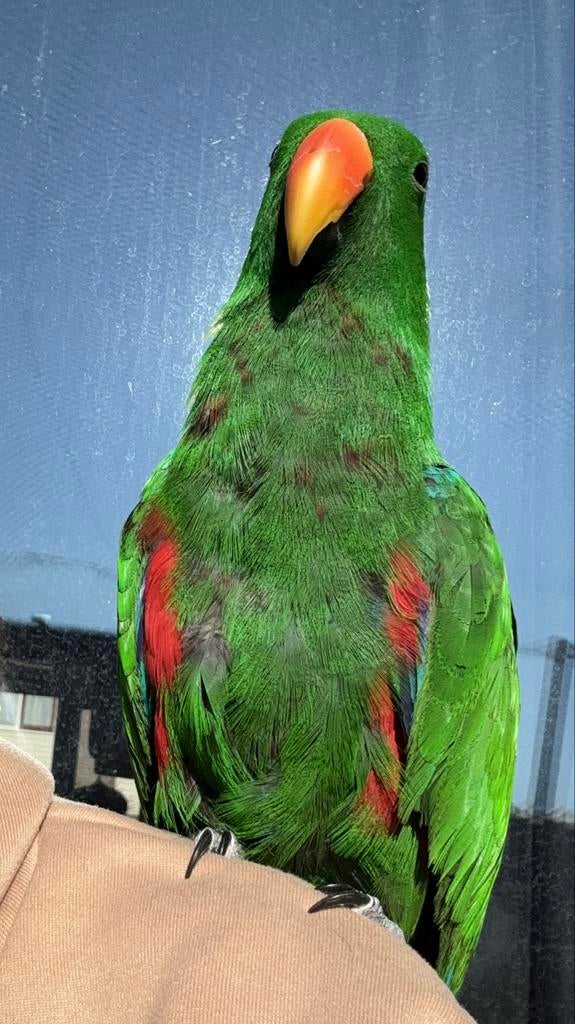 Te koop edelpapegaai man, Dieren en Toebehoren, Vogels | Parkieten en Papegaaien, Papegaai, Mannelijk