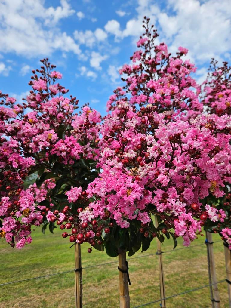 Lagerstroemia Rapsody in Pink / hoogstam / vol bloemen ‼️‼️, Zomer, 400 cm of meer, Ophalen, Volle zon