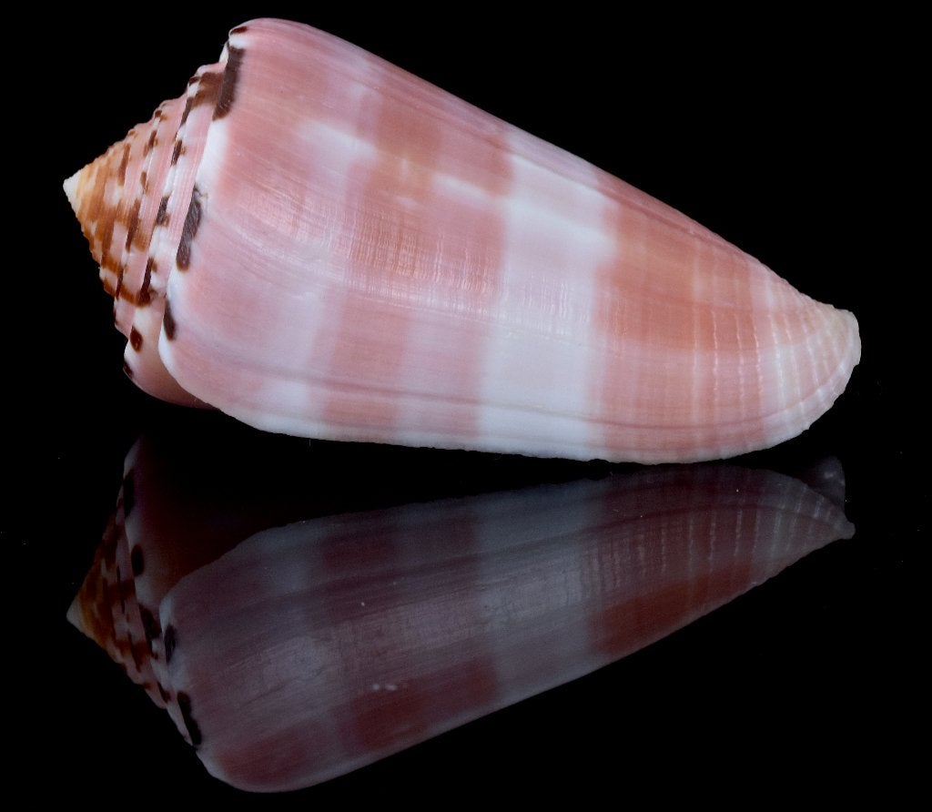 Schelpen: Conus gauguini 58,6mm (F++/F+++) Zeldzaam!, Verzamelen, Ophalen of Verzenden, Schelp(en)
