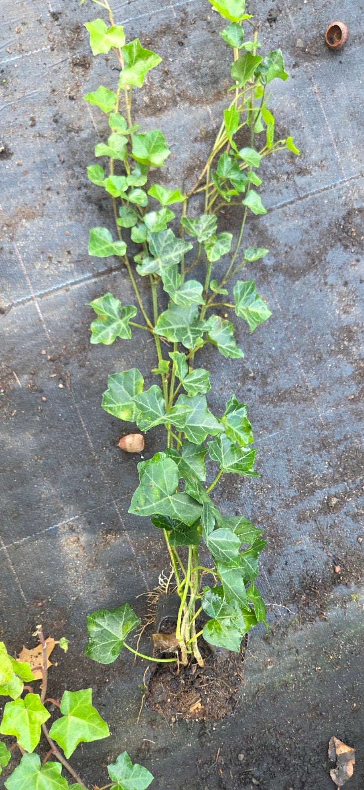 Hedera helix (Klimop) in potmaat 9cm, 60-80cm ranken, Ophalen, Vaste plant, Bloeit niet, Klimplanten