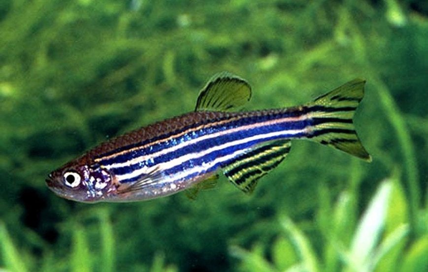 Zebrabarbeel - leuke visjes voor het tropisch aquarium., Dieren en Toebehoren, Vissen | Aquariumvissen, Vis, Zoetwatervis, Schoolvis