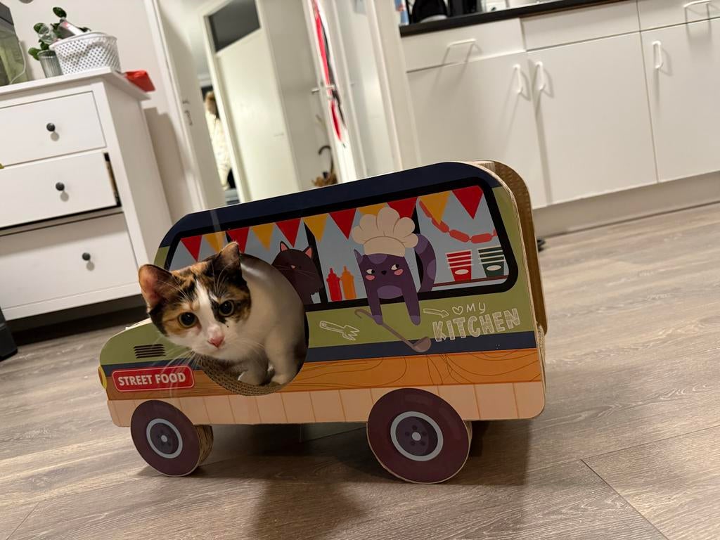 Lapjes kat, Mimsy (poes), Dieren en Toebehoren, Poes, Kortharig, 0 tot 2 jaar