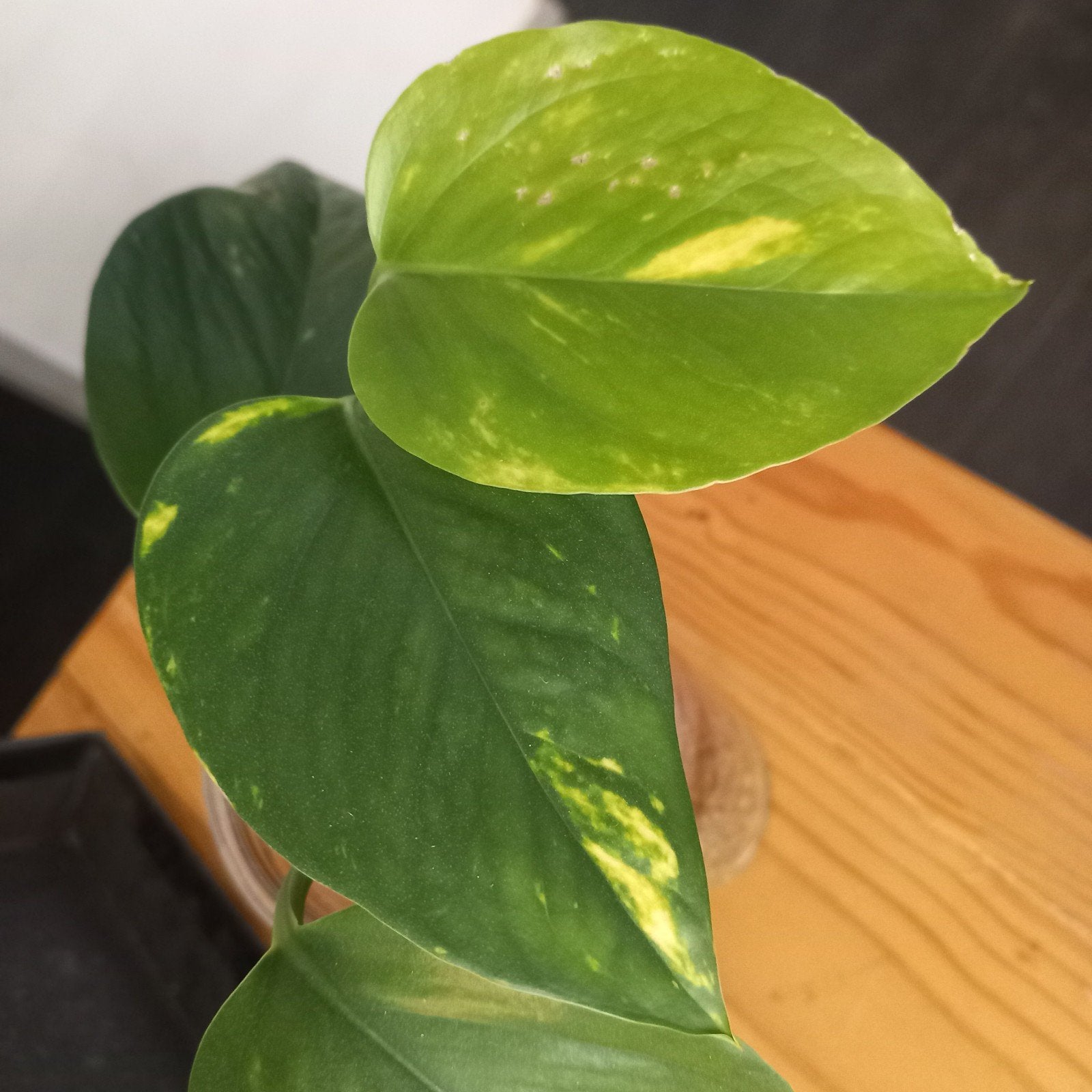 Epipremnum aureum stek nr 80, Ophalen of Verzenden, Halfschaduw, Minder dan 100 cm