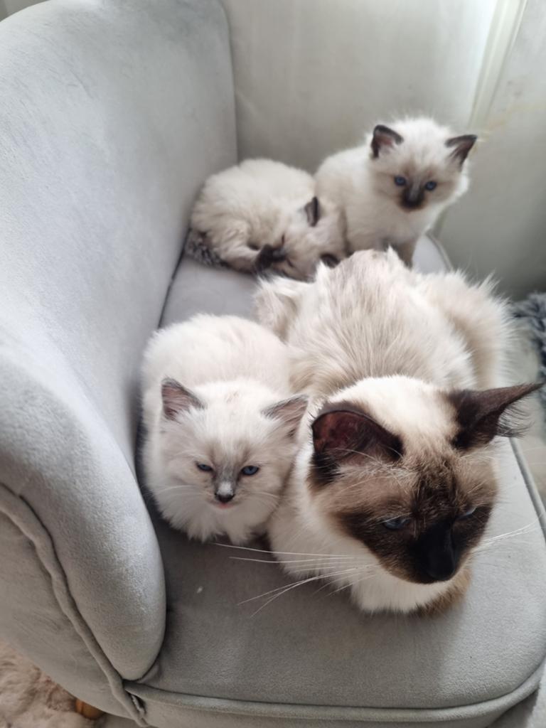 Ragdoll kitten te koop ,paspoort en chip, Poes, Gechipt