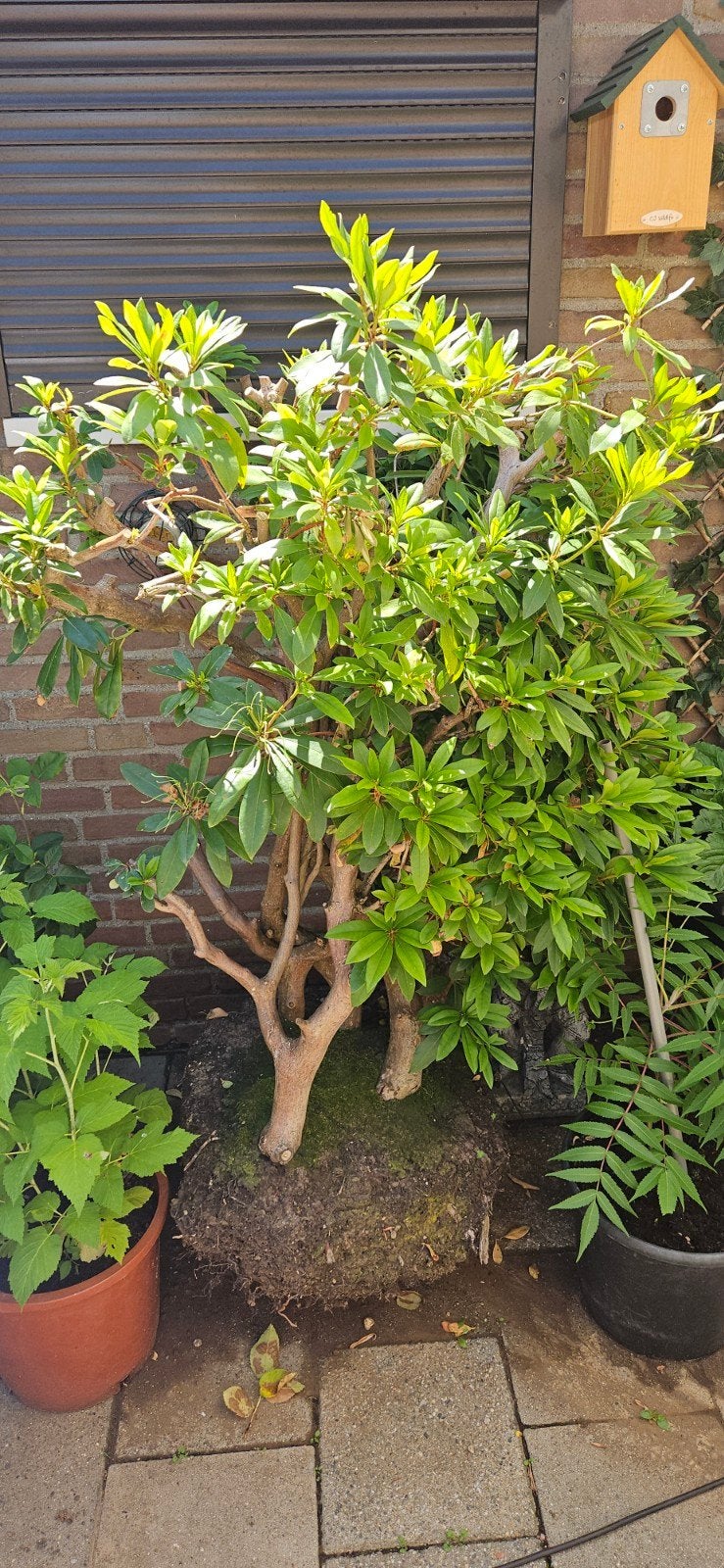 Grote Rhododendron Struik - Direct Plantklaar roze bloemen, Tuin en Terras, Planten | Struiken en Hagen, Ophalen, Rhododendron