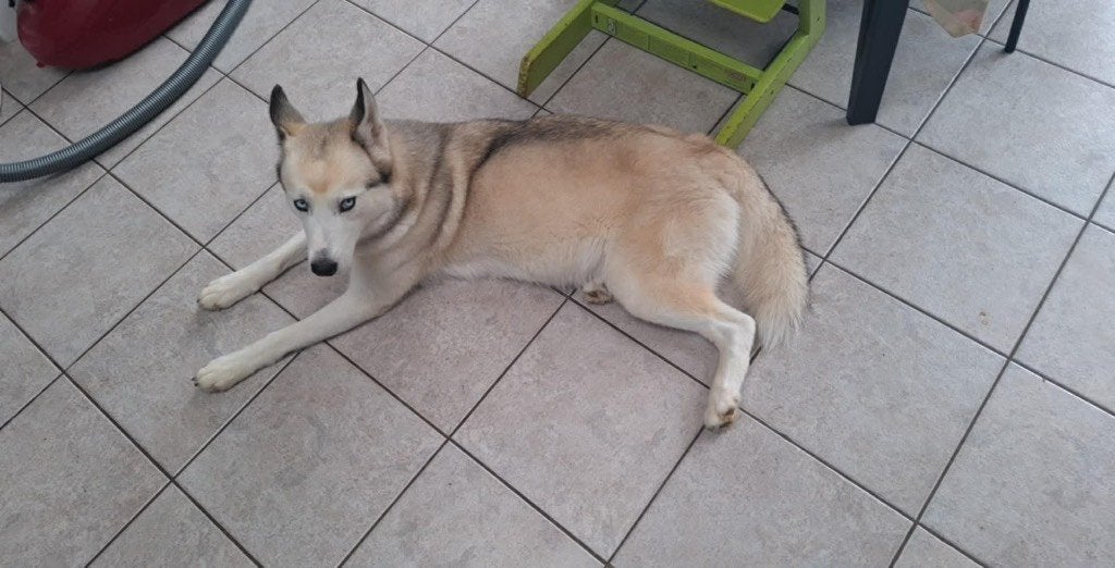 Husky teef, Dieren en Toebehoren, België, Particulier, Teef, Poolhond