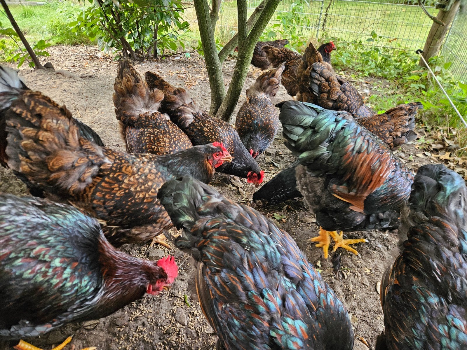 Barnevelders, Meerdere dieren, Kip