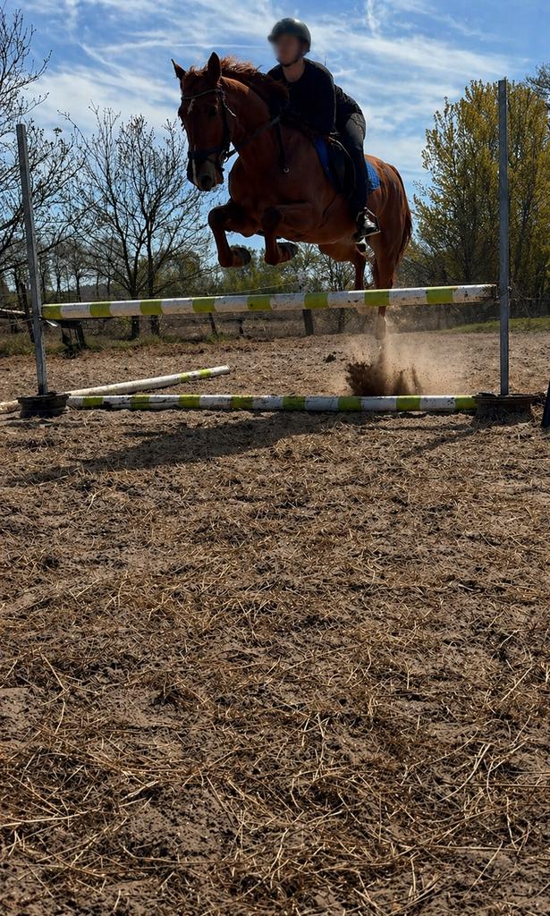 Leuk paard gezocht, Ophalen of Verzenden, Zo goed als nieuw