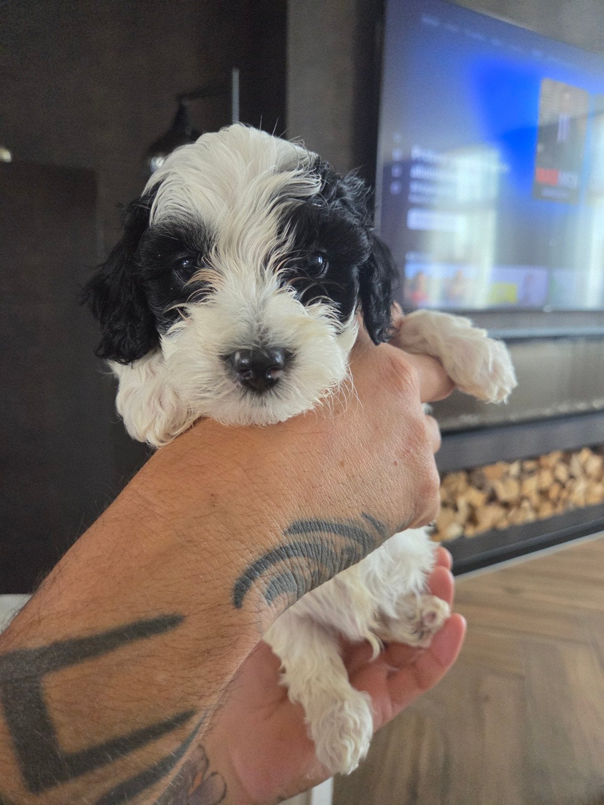 Pups te koop, Dieren en Toebehoren, Honden | Niet-rashonden, Parvo, 8 tot 15 weken, Meerdere, Meerdere dieren