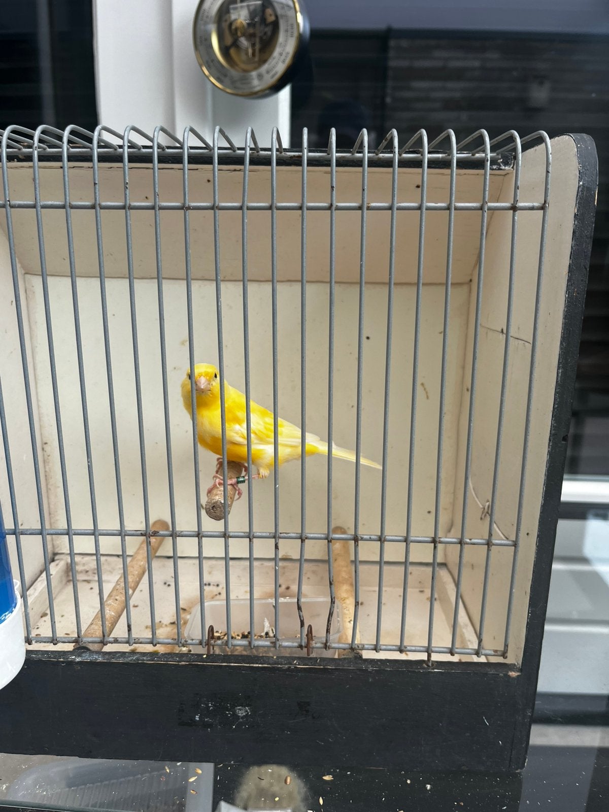 1 jonge man kanarie (2026, geringd), Dieren en Toebehoren, Vogels | Kanaries, Meerdere dieren, Kleurkanarie