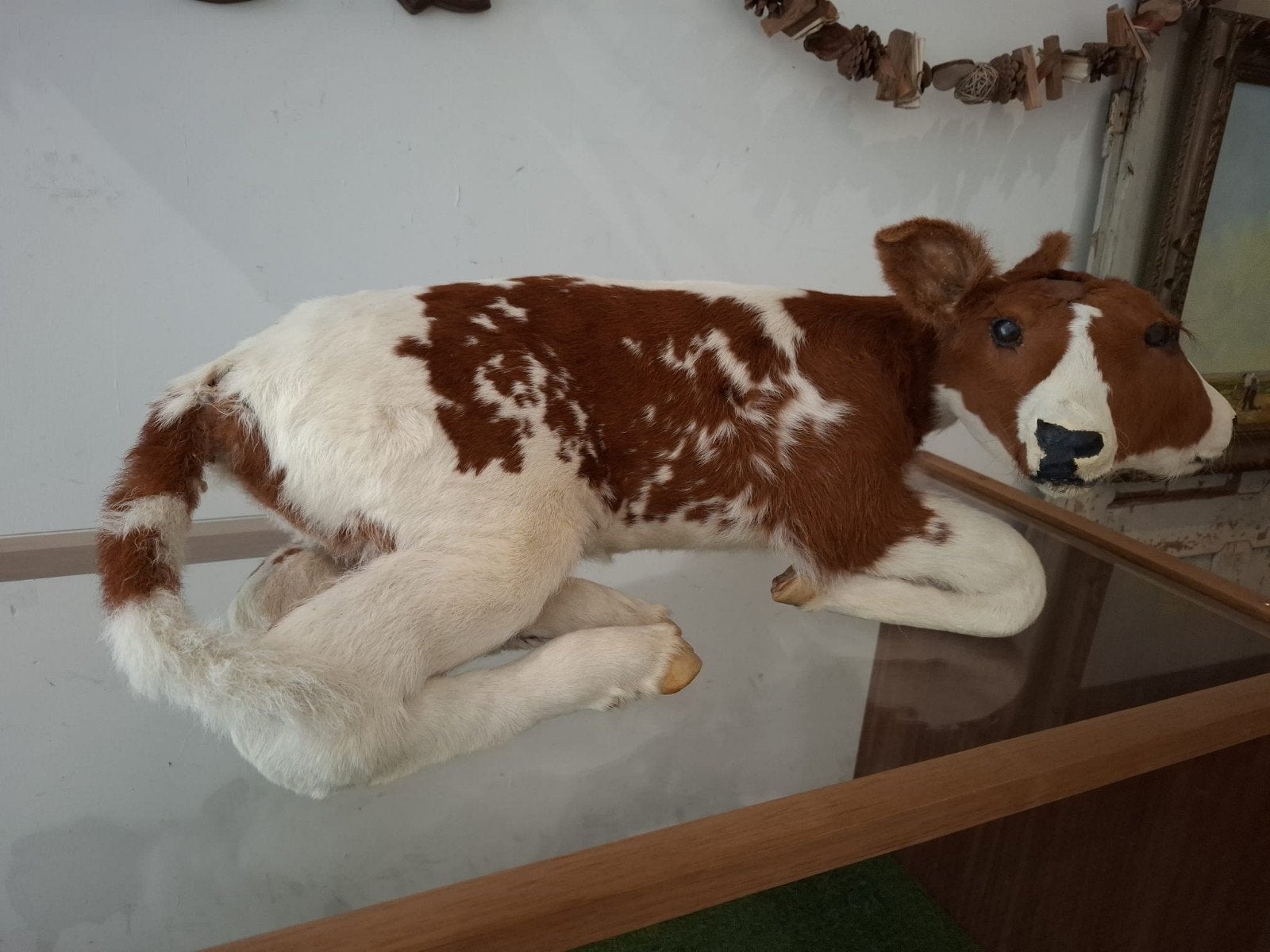 Opgezette 2-koppig kalf in vitrine taxidermy rariteiten, Verzamelen, Ophalen, Boerderijdier, Opgezet dier