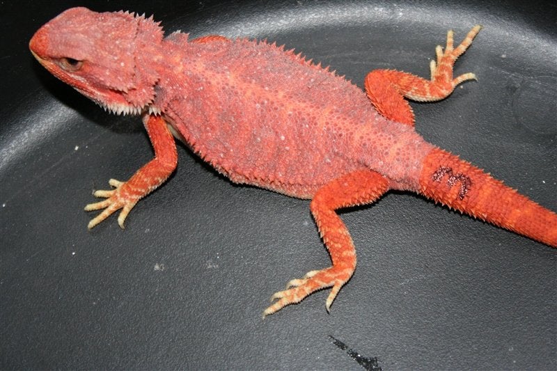Baardagamen Bearded Dragons Red Bleu-tiger Hypo Trans Bearded Dragon photo 8
