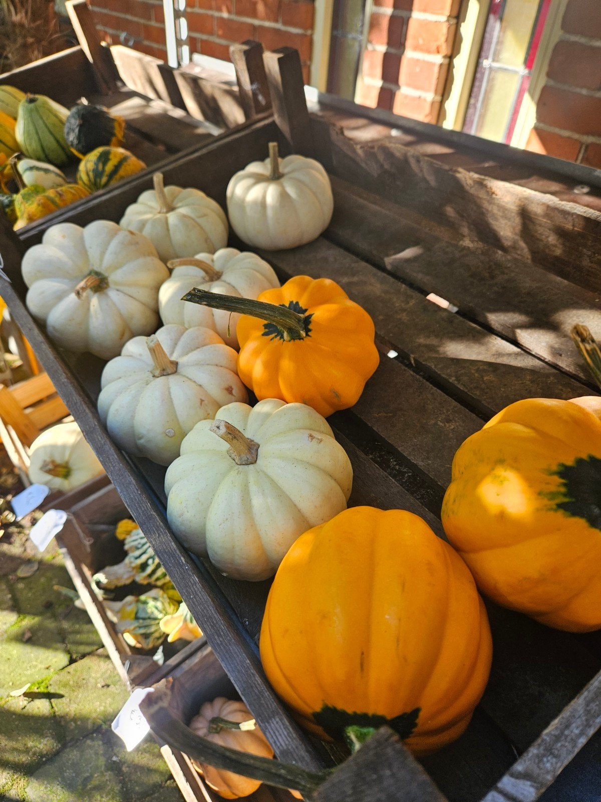 Pompoenen in allerlei kleuren en maten, eetbaar en sier, Tuin en Terras, Ophalen, Eenjarig, Groenteplanten, Volle zon