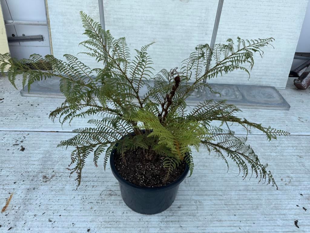 Boomvaren in 40 cm pot: € 20,- (slechts verkoop op 1 & 2 mei, Ophalen, Overige soorten, Halfschaduw
