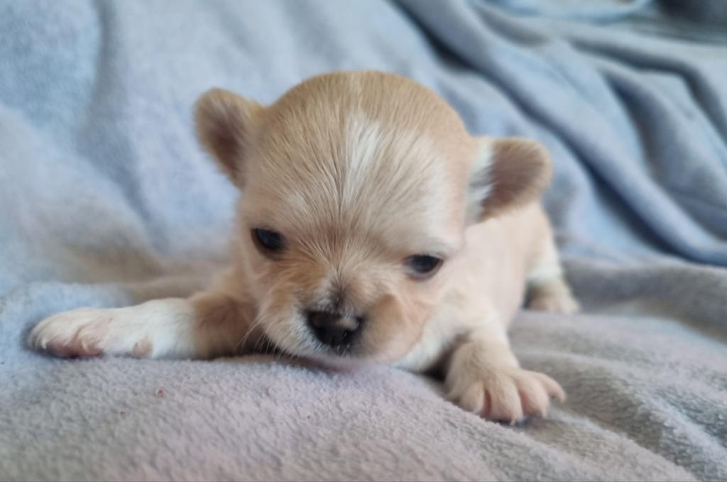 Langhaar chihuahua pups beschikbaar, Reu, 8 tot 15 weken, Meerdere, Chihuahua
