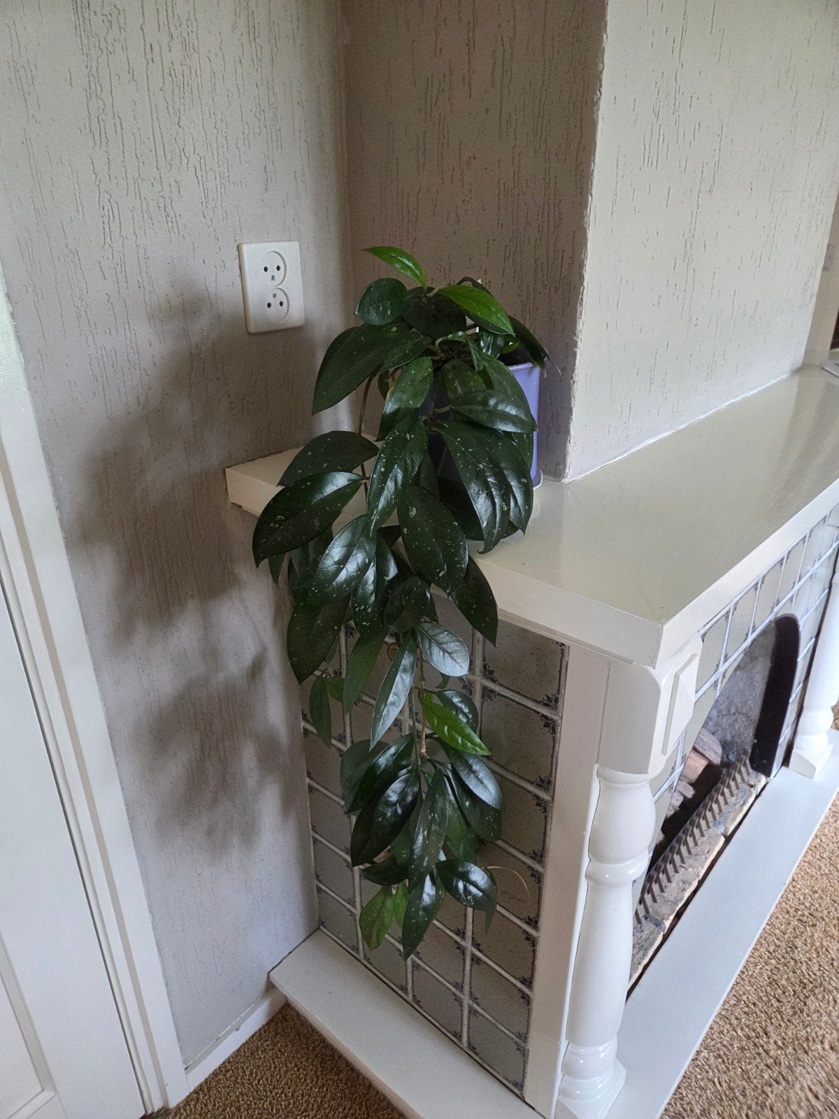 Diverse kamerplanten te koop, Vaste plant, Bloeit niet, Halfschaduw, Ophalen