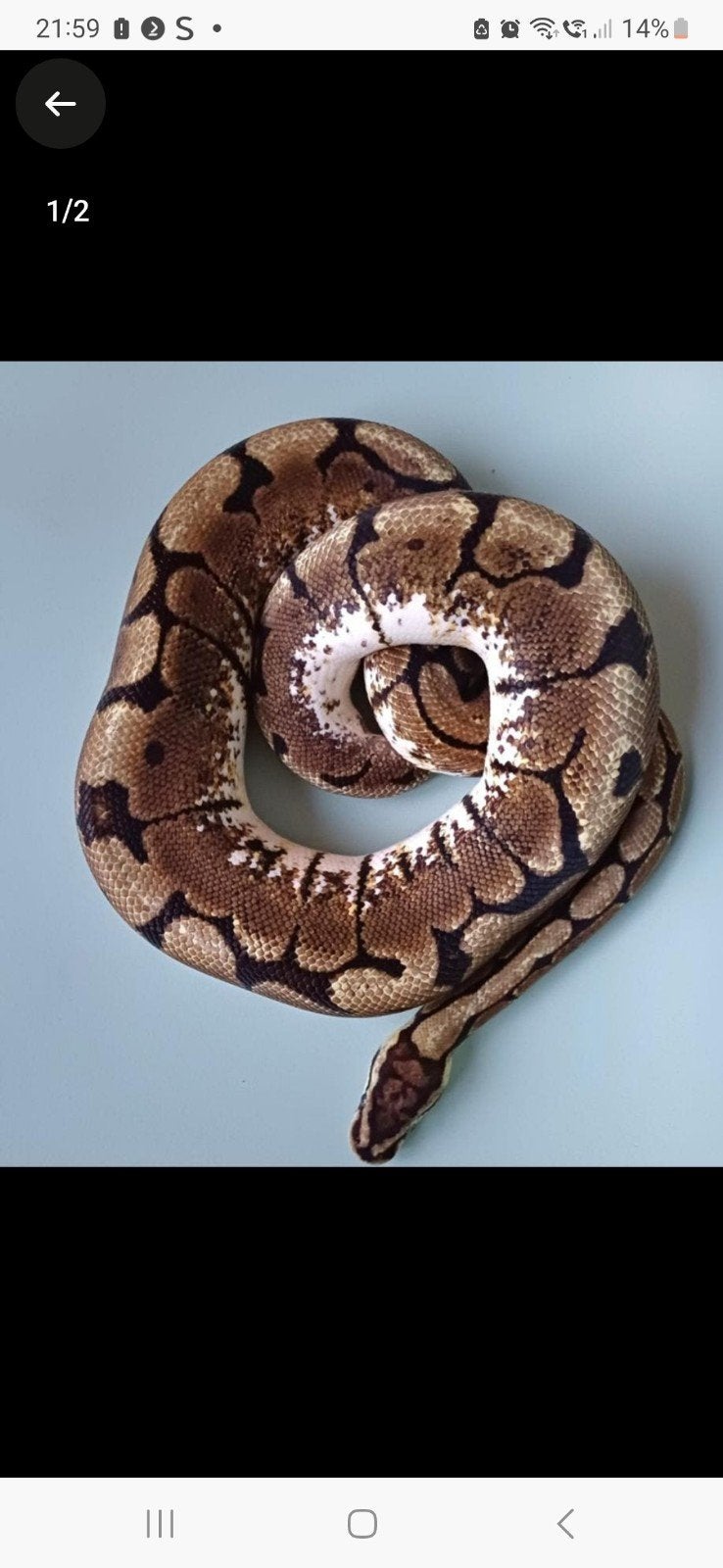 trio koningspythons Ball Python photo 2