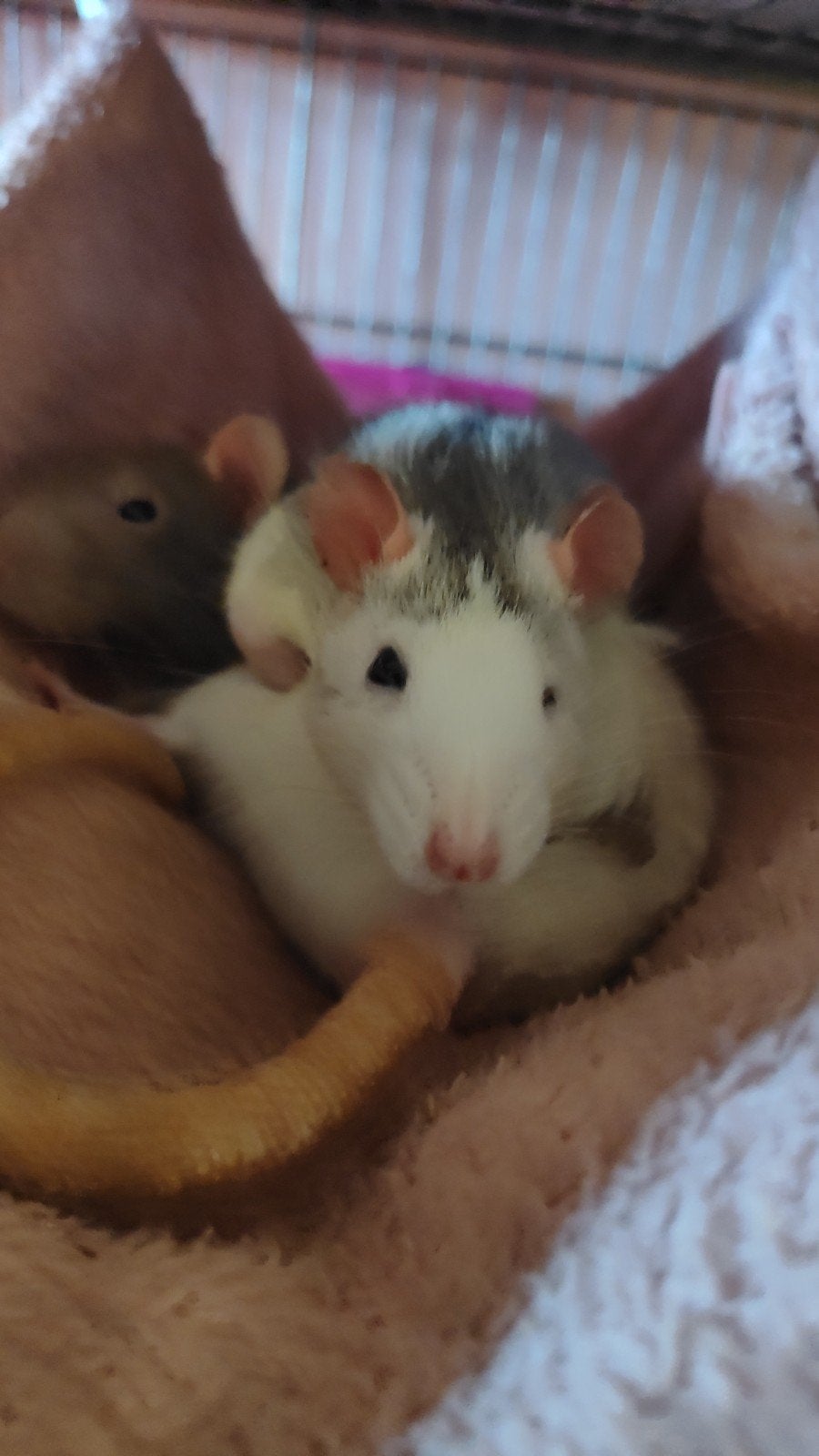 Opvang tamme ratjes, Dieren en Toebehoren, Knaagdieren, Januari, Mannelijk, Rat