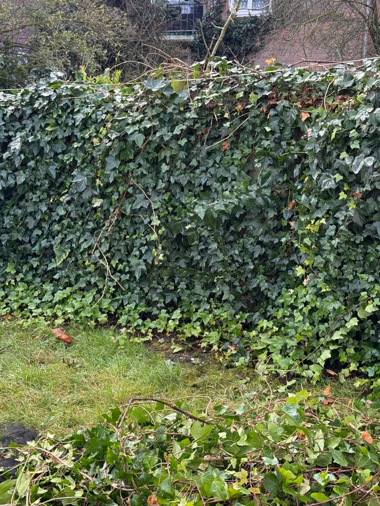 Hoveniers voor uw tuin wij doen het voor uw, Ophalen of Verzenden, Overige soorten, 100 tot 250 cm