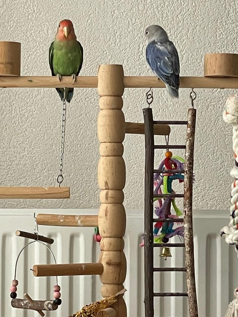 Prachtige Lieve Jonge en Hand Tamme Agapornis Dwergpapegaai, Dieren en Toebehoren, Vogels | Parkieten en Papegaaien, Meerdere dieren