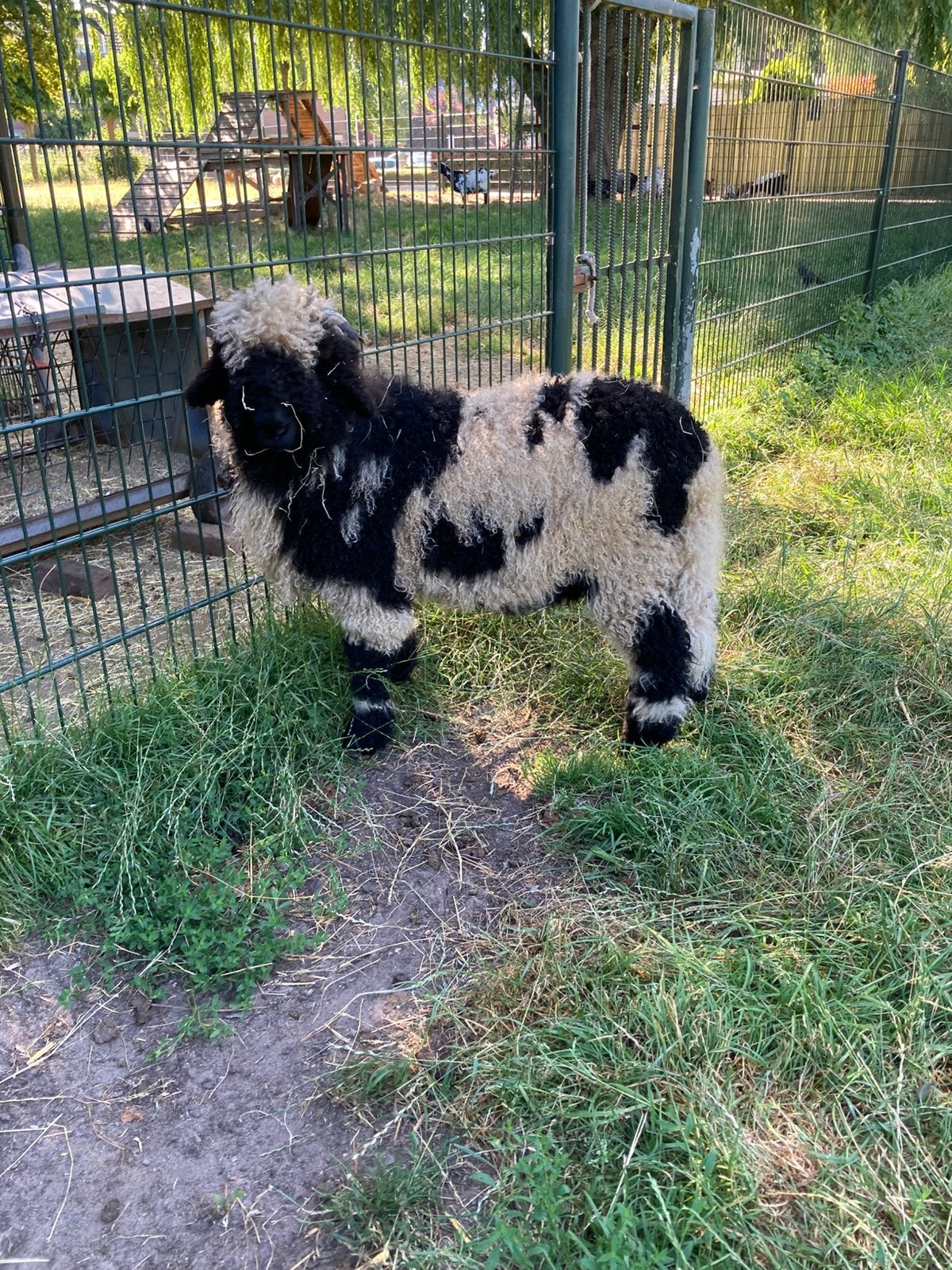 Walliser schwarznase spitty., Mannelijk, Schaap
