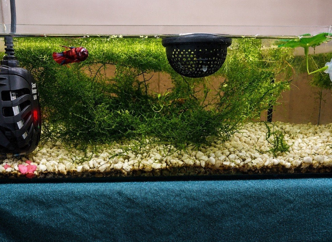 Aquarium met betta koi, Ophalen, Zo goed als nieuw, Gevuld zoetwateraquarium
