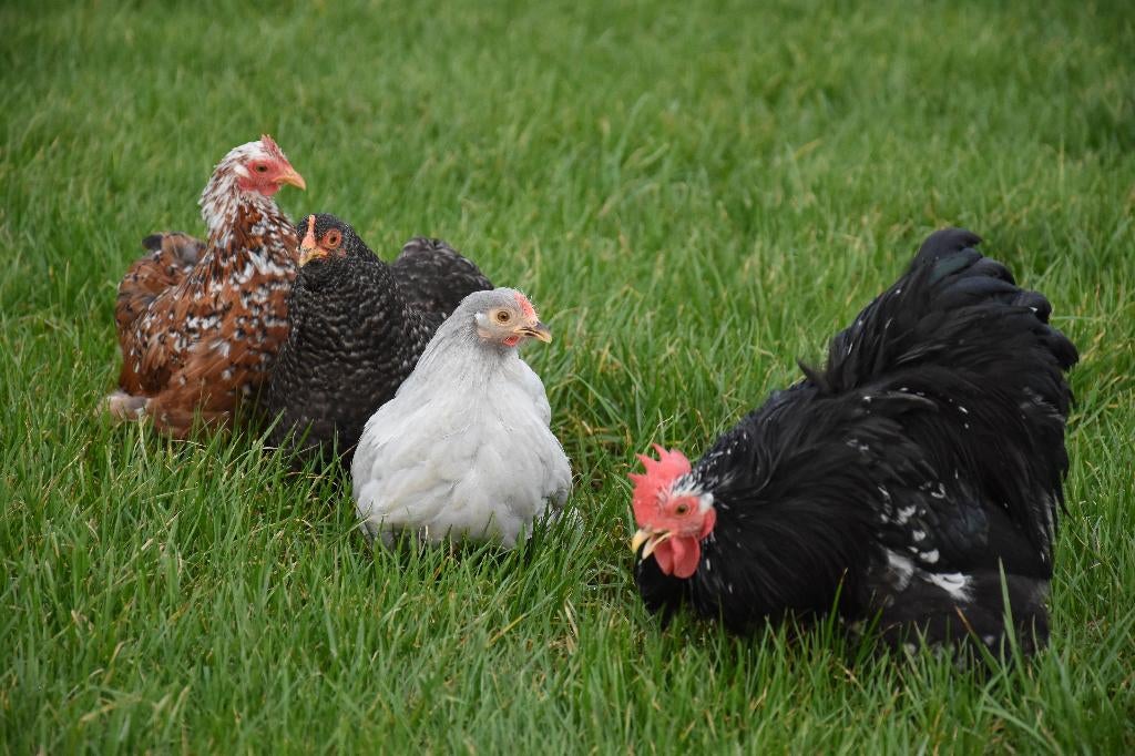 Cochin kriel kippen | Rustige en vriendelijke kippen, Dieren en Toebehoren, Pluimvee, Vrouwelijk, Kip