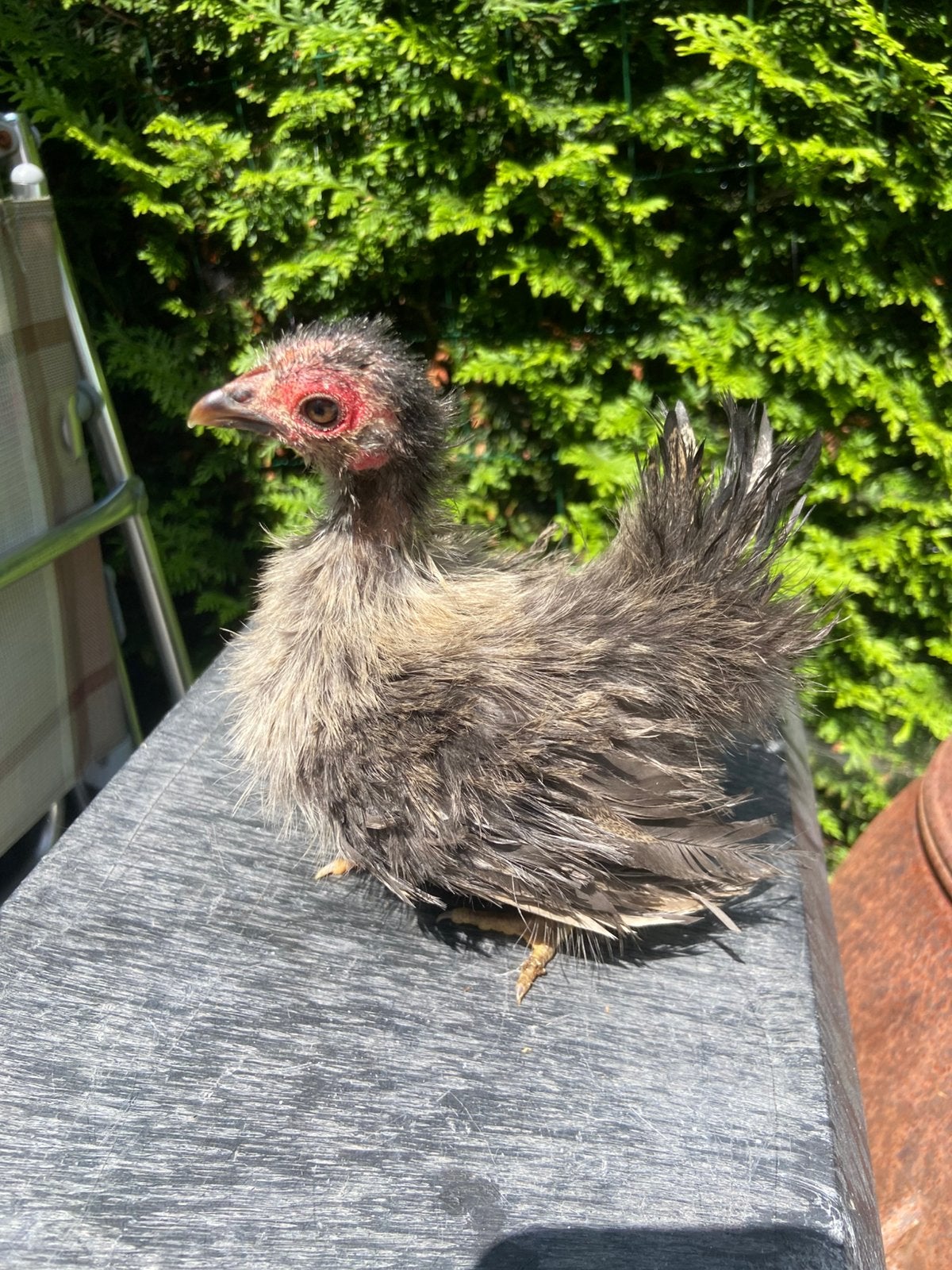 Zijdeveer krul serama hen van circa 12 weken, Dieren en Toebehoren, Pluimvee, Vrouwelijk, Kip