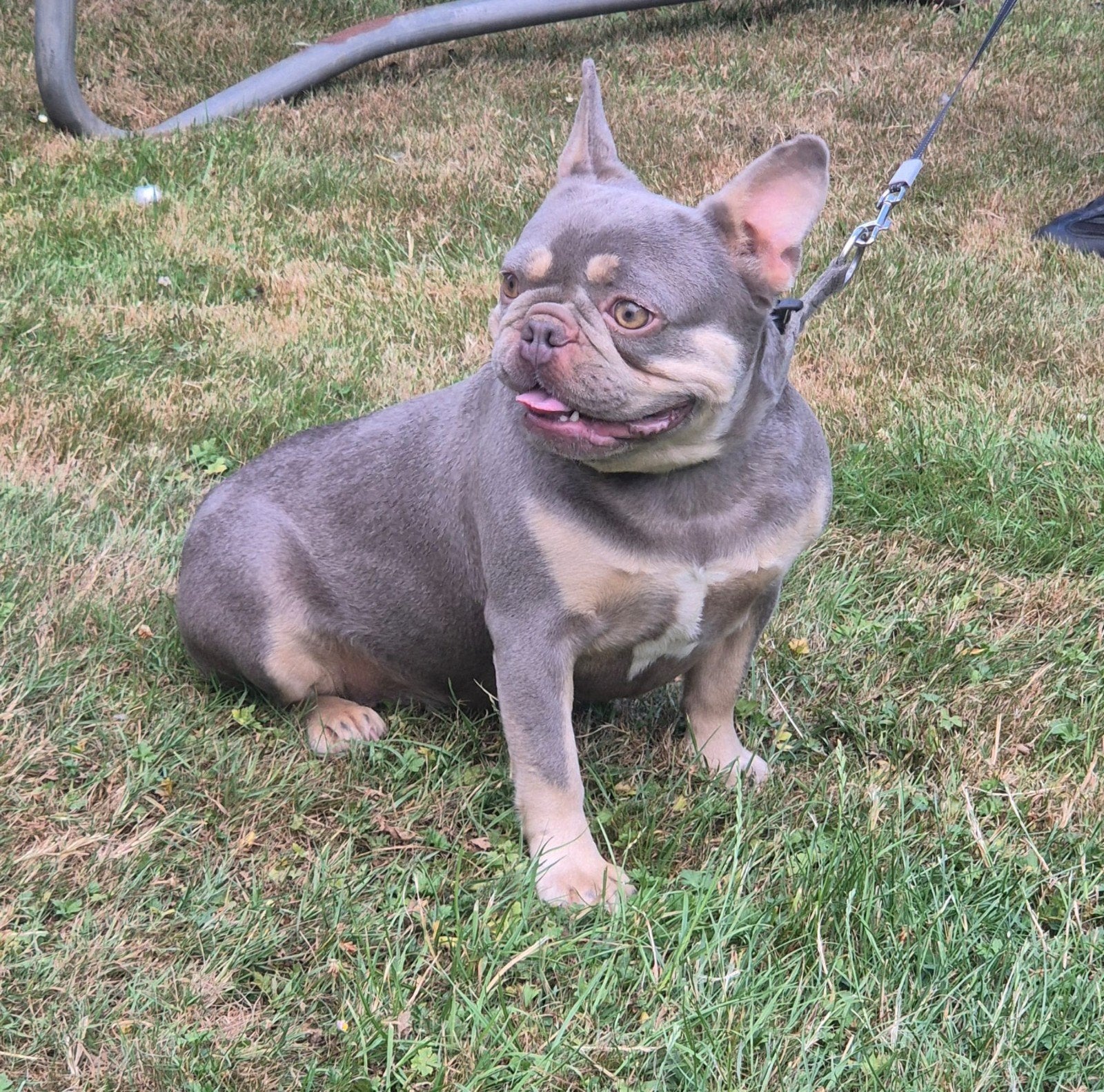 Franse bulldog teefje 2.5 jaar oud, Dieren en Toebehoren, Honden | Bulldogs, Pinschers en Molossers, Teef, Bulldog, Particulier