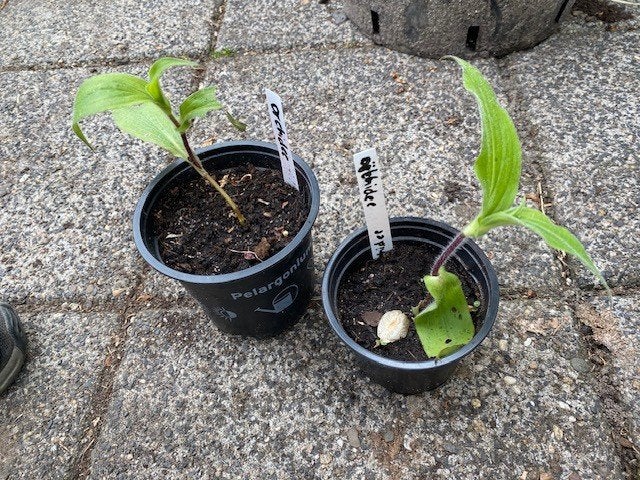 armeluisorchidee Tricyrtis hirta, Tuin en Terras, Ophalen, Vaste plant, Overige soorten, Volle zon