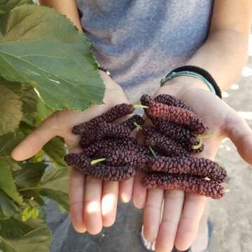 Morus Giant Fruit / Moerbei / Eetbare vruchten ‼️‼️, Tuin en Terras, Lente, 250 tot 400 cm, Ophalen, Volle zon