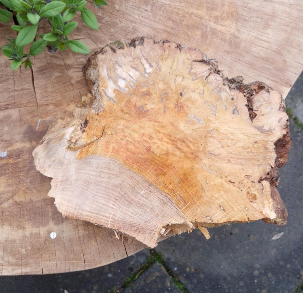 Eiken burl, Doe-het-zelf en Verbouw, Hout en Planken, Ophalen, 25 tot 50 mm, Eiken, Nieuw