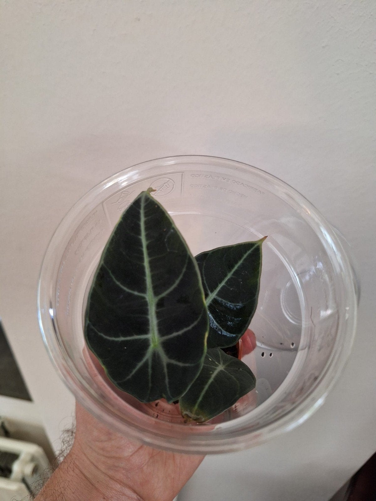 Alocasia black velvet, Huis en Inrichting, Kamerplanten, Ophalen of Verzenden, Halfschaduw, Minder dan 100 cm
