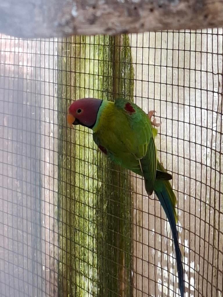 Pruimkop parkiet, Dieren en Toebehoren, Vogels | Parkieten en Papegaaien, Mannelijk, Parkiet