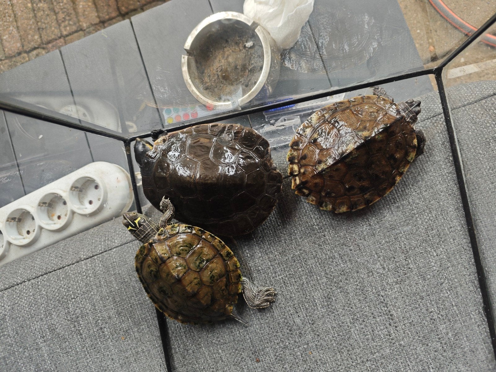 4 x waterschildpad € 250,00 zie omschrijving, Dieren en Toebehoren, Schildpad, 0 tot 2 jaar