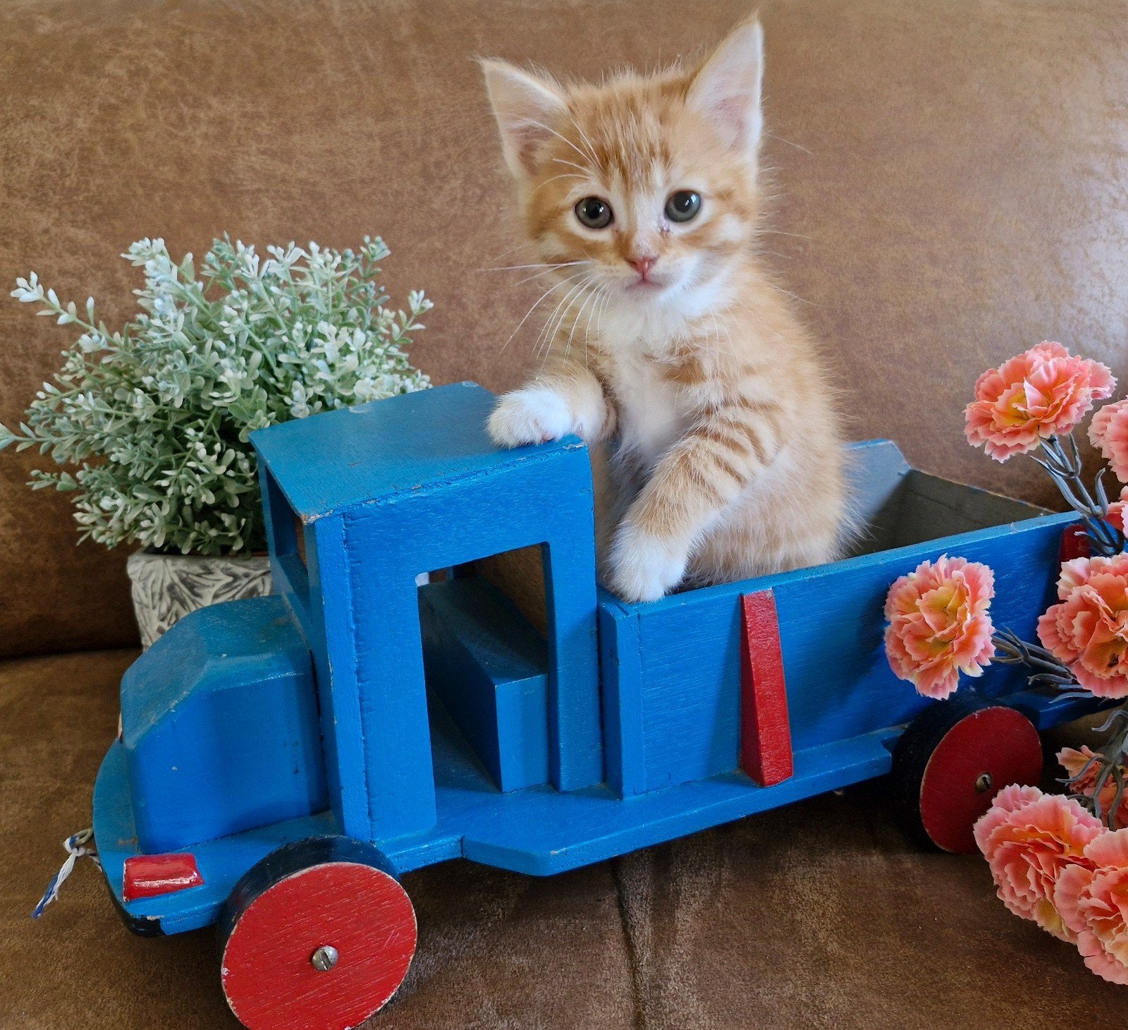 Prachtige kittens kruising, Meerdere dieren, 0 tot 2 jaar