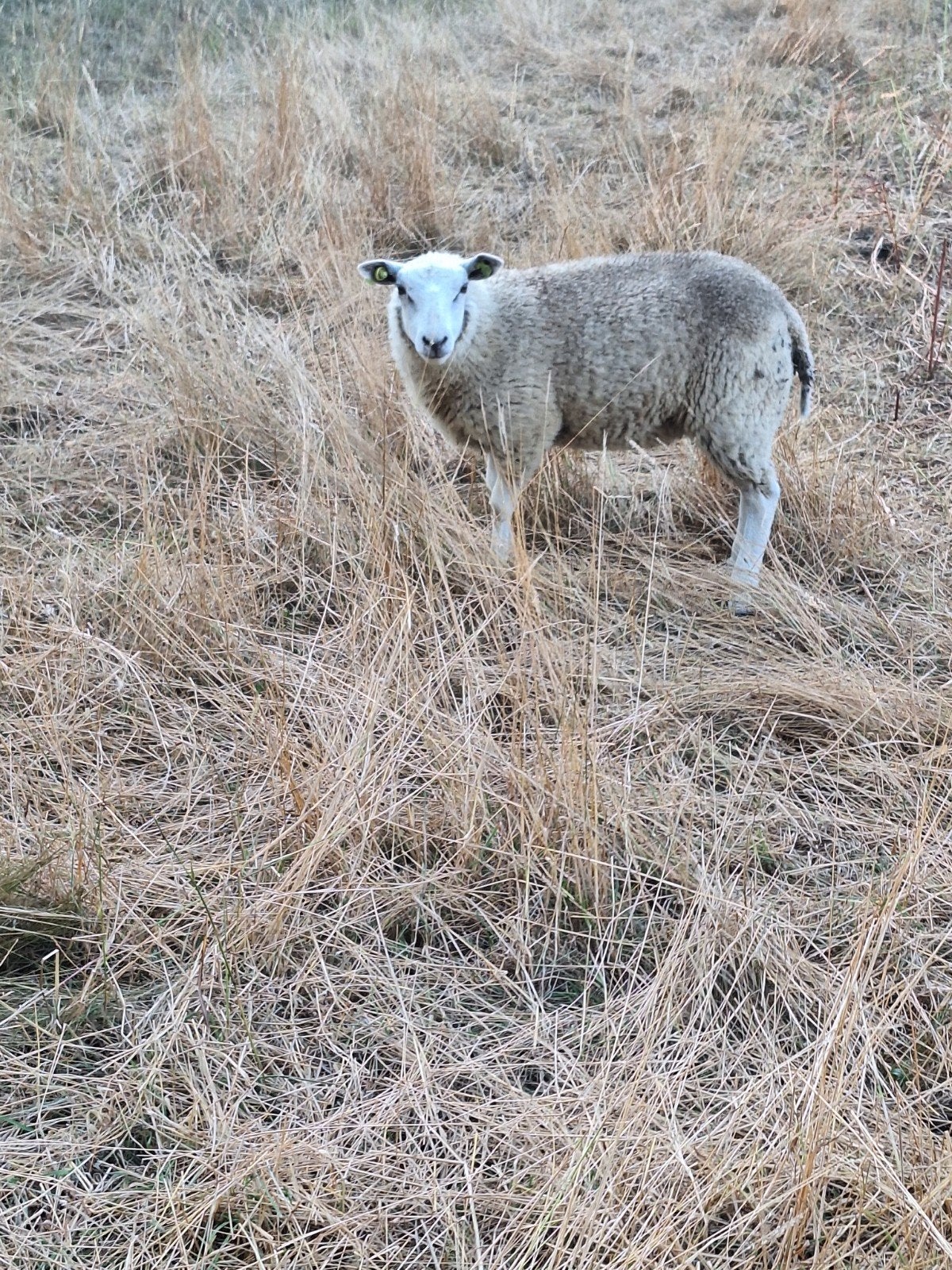 Te koop 2 mooie swifter x texelaar ooilammeren, Dieren en Toebehoren, Mannelijk, Schaap