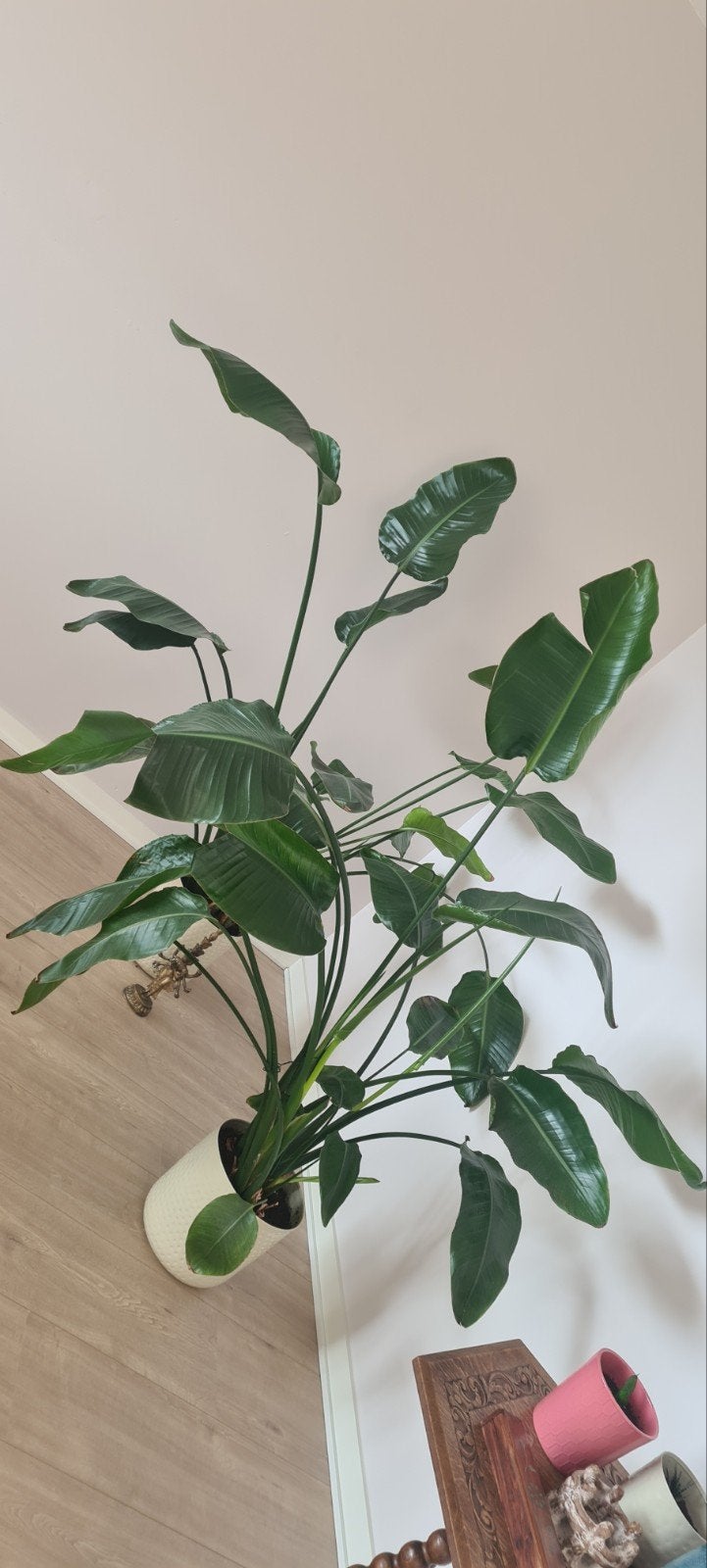 Kamerplanten, Ophalen of Verzenden, Halfschaduw, Minder dan 100 cm