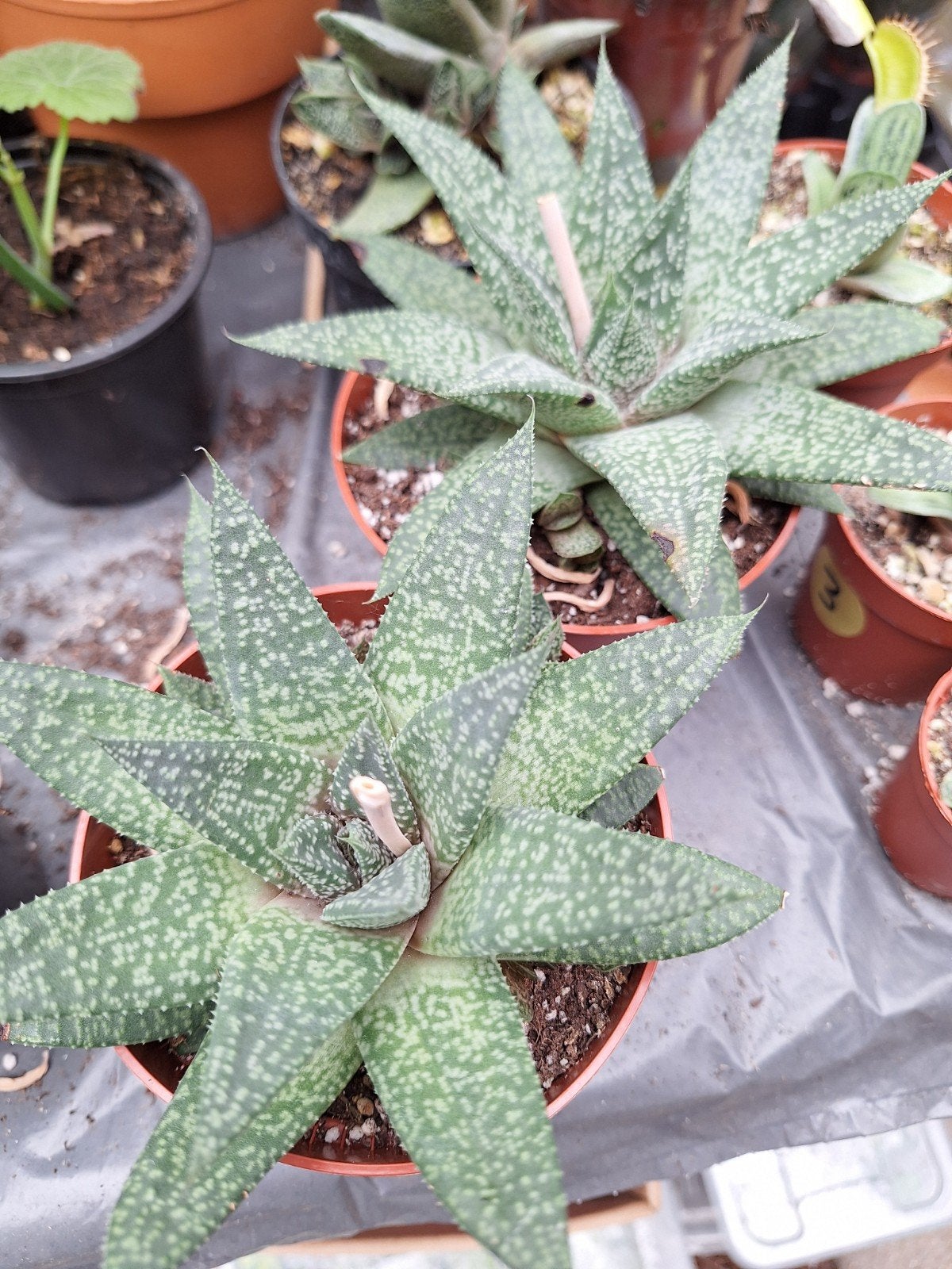 aloë, Ophalen of Verzenden, Halfschaduw, Minder dan 100 cm