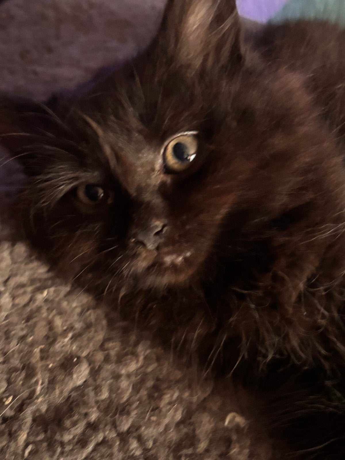 Mix kittens 2 langhaar en 1 korthaar kitten., Meerdere dieren, Langharig, 0 tot 2 jaar