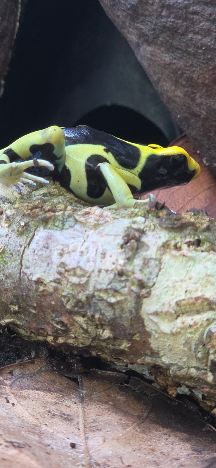 pijlgifkikker Frog photo 8