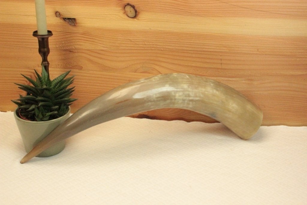 Taxidermie - Koehoorn / longhoorn, Ophalen of Verzenden, Gebruikt, Boerderijdier, Gewei of Kop