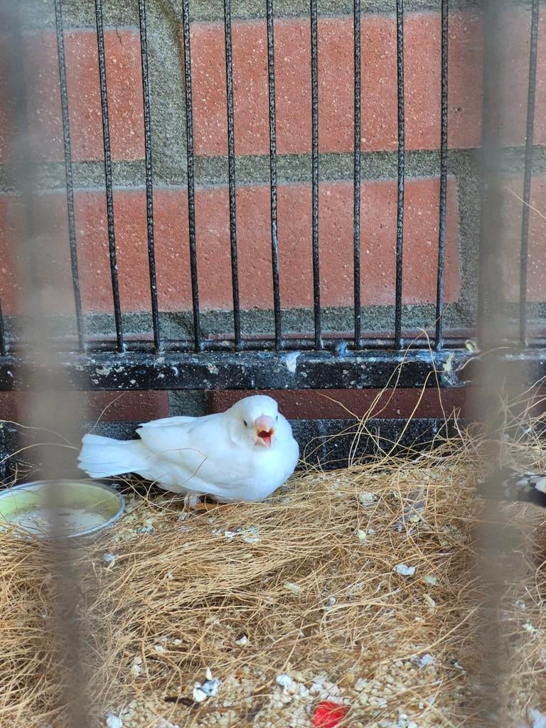Ze mogen weg vanaf vandaag. 3 jonkies 2 witte en 1 grijze, Dieren en Toebehoren, Vogels | Overige Vogels, Meerdere dieren